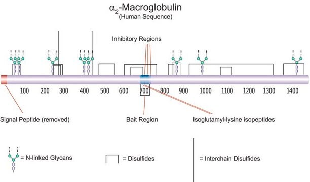 &#945;2-巨球蛋白，人血浆 A multifunctional, secreted glycoprotein that acts as a broad range irreversible protease inhibitor that forms a "trap" around most proteases.