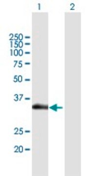 Anti-SLC12A7 antibody produced in mouse purified immunoglobulin, buffered aqueous solution