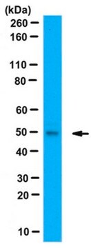 Anti-Gdown1-Antikörper from sheep, purified by affinity chromatography