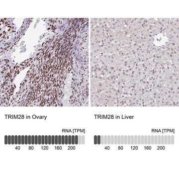 Anti-TRIM28 antibody produced in rabbit Prestige Antibodies&#174; Powered by Atlas Antibodies, affinity isolated antibody, buffered aqueous glycerol solution