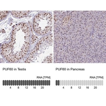 Anti-PUF60 antibody produced in rabbit Prestige Antibodies&#174; Powered by Atlas Antibodies, affinity isolated antibody, buffered aqueous glycerol solution