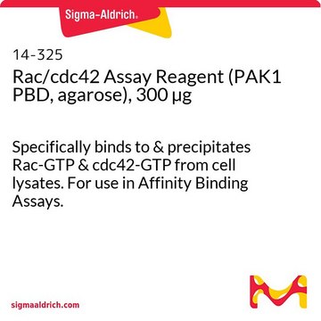 Rac/Cdc42-Assayreagens (PAK1 PBD, Agarose), 300&nbsp;&#181;g Specifically binds to &amp; precipitates Rac-GTP &amp; cdc42-GTP from cell lysates. For use in Affinity Binding Assays.