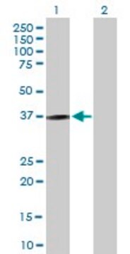 Anti-KLRC1 antibody produced in mouse purified immunoglobulin, buffered aqueous solution