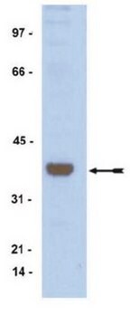 Anti-ATF1 Antibody, rabbit monoclonal culture supernatant, Upstate&#174;