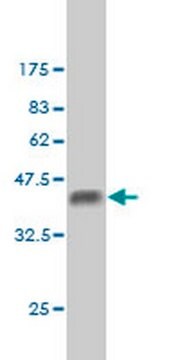 Anti-BCL9 Mouse mAb (2D4) liquid, clone 2D4, Calbiochem&#174;