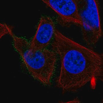 Anti-CHRM3 antibody produced in rabbit Prestige Antibodies&#174; Powered by Atlas Antibodies, affinity isolated antibody