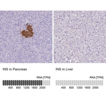 Anti-INS antibody produced in rabbit Prestige Antibodies&#174; Powered by Atlas Antibodies, affinity isolated antibody, buffered aqueous glycerol solution