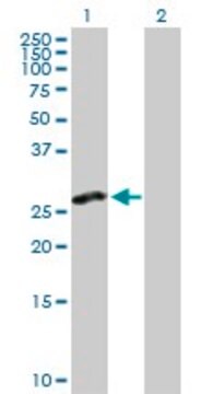 Anti-CLEC2D antibody produced in rabbit purified immunoglobulin, buffered aqueous solution