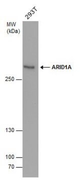 Monoclonal Anti-ARID1A antibody produced in mouse clone GT3611, affinity isolated antibody