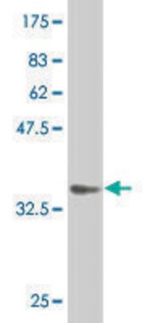 Monoclonal Anti-MSI1 antibody produced in mouse clone 1C3, purified immunoglobulin, buffered aqueous solution