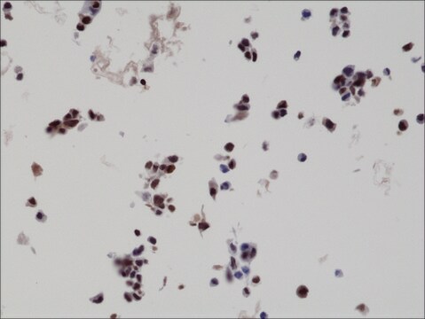 抗-HA-标记抗体，兔单克隆抗体 recombinant, expressed in HEK 293 cells, clone RM305, purified immunoglobulin