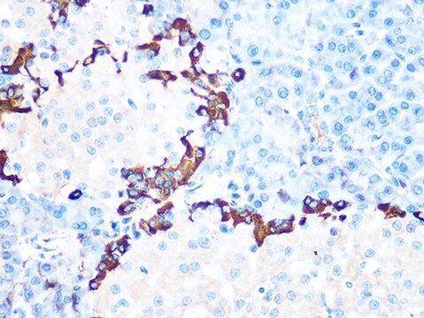 Anti-GLP-1 Antibody, clone 1R1J8, Rabbit Monoclonal