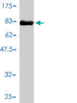 Monoclonal Anti-IL11RA antibody produced in mouse clone 2D4-F4, purified immunoglobulin, buffered aqueous solution