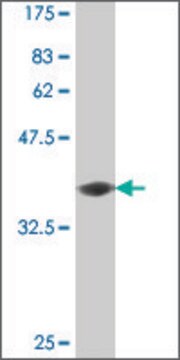 Monoclonal Anti-PCDH11Y antibody produced in mouse clone 1G5, purified immunoglobulin, buffered aqueous solution