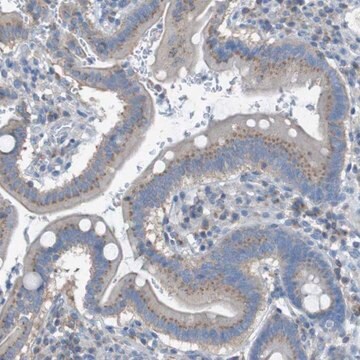 Anti-KIAA1024 antibody produced in rabbit Prestige Antibodies&#174; Powered by Atlas Antibodies, affinity isolated antibody, buffered aqueous glycerol solution