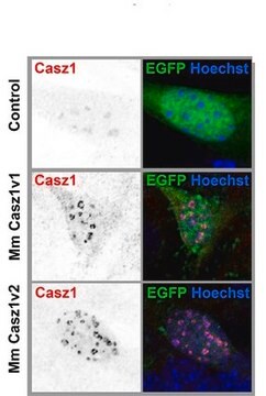 Anticorps anti-CASZ1 from guinea pig