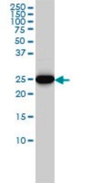 ANTI-HMGB2 antibody produced in mouse clone 4G7, purified immunoglobulin, buffered aqueous solution