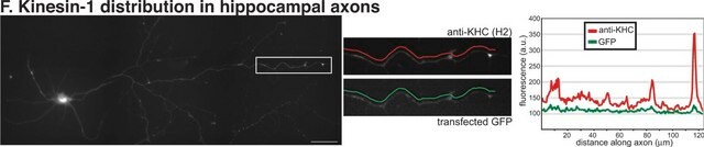 Anti-Kinesin-Antikörper, Schwerkette, A.S. 420-445, Klon H2 clone H2, Chemicon&#174;, from mouse