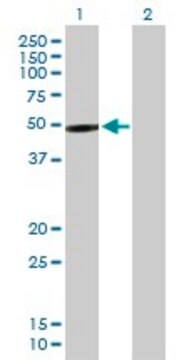 Anti-PIP4K2B antibody produced in mouse purified immunoglobulin, buffered aqueous solution