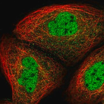 抗UHRF2抗体 ウサギ宿主抗体 Prestige Antibodies&#174; Powered by Atlas Antibodies, affinity isolated antibody, buffered aqueous glycerol solution, Ab1