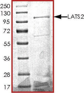 LATS2 (480-1088), GST tagged human recombinant, expressed in baculovirus infected Sf9 cells, &#8805;70% (SDS-PAGE), buffered aqueous glycerol solution