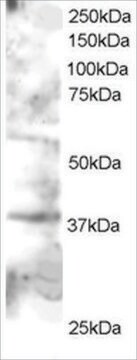 Anti-GRAP2/GRID/ GRF40 antibody produced in goat affinity isolated antibody, buffered aqueous solution