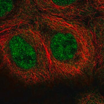 Anti-MINDY1 antibody produced in rabbit Prestige Antibodies&#174; Powered by Atlas Antibodies, affinity isolated antibody