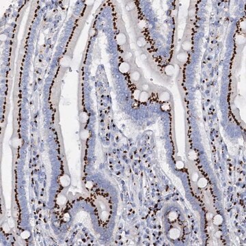 Anti-TM9SF3 antibody produced in rabbit Prestige Antibodies&#174; Powered by Atlas Antibodies, affinity isolated antibody, buffered aqueous glycerol solution