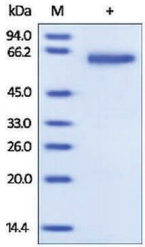 GFRA1/GDNFRA human recombinant, expressed in HEK 293 cells, &#8805;95% (SDS-PAGE)