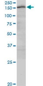 Monoclonal Anti-CUX2 antibody produced in mouse clone 2H8, purified immunoglobulin, buffered aqueous solution