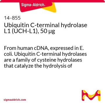 C-końcowa hydrolaza ubikwityny L1 (UCH-L1), 50 µg From human cDNA, expressed in E. coli. Ubiquitin C-terminal hydrolases are a family of cysteine hydrolases that catalyze the hydrolysis of amides, esters &amp; thioesters of the C-terminus of ubiquitin.