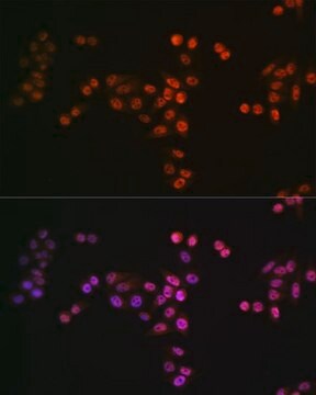 Anti-DROSHA antibody produced in rabbit