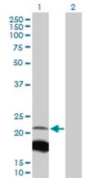 Anti-IGLL1 antibody produced in rabbit purified immunoglobulin, buffered aqueous solution