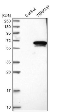 Anti-TERF2IP antibody produced in rabbit Prestige Antibodies&#174; Powered by Atlas Antibodies, affinity isolated antibody, buffered aqueous glycerol solution