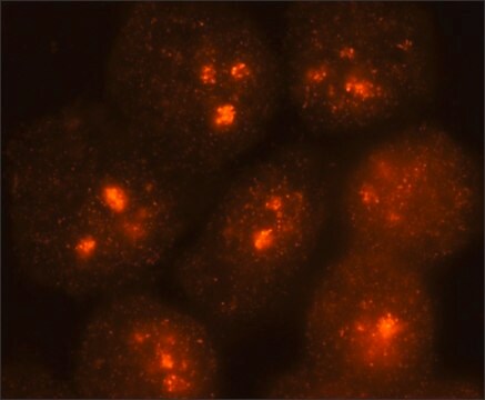 Anti-DKC1 antibody produced in rabbit ~1.0&#160;mg/mL, affinity isolated antibody