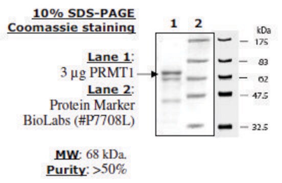 PRMT1 ヒト recombinant, expressed in E. coli, &#8805;50% (SDS-PAGE)