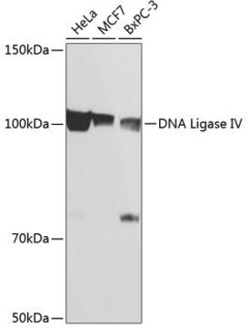 Anti-DNA Ligase IV antibody produced in rabbit