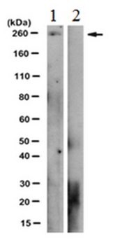 Anticorpo anti-fosfo-RNAPII (Thr4), clone 1G7 clone 1G7, from rat