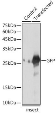 Anti-GFP antibody produced in rabbit