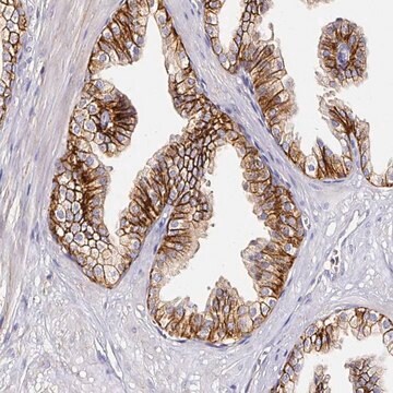 抗-CD47 兔抗 Prestige Antibodies&#174; Powered by Atlas Antibodies, affinity isolated antibody, buffered aqueous glycerol solution