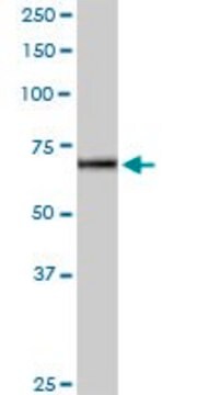 Anti-IL12RB2 antibody produced in rabbit purified immunoglobulin, buffered aqueous solution