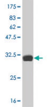 ANTI-HES2 antibody produced in mouse clone 3C2, purified immunoglobulin, buffered aqueous solution