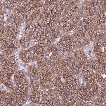 Anti-EI24 antibody produced in rabbit Prestige Antibodies&#174; Powered by Atlas Antibodies, affinity isolated antibody, buffered aqueous glycerol solution