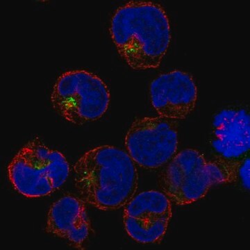 Anti-PRAM1 antibody produced in rabbit Prestige Antibodies&#174; Powered by Atlas Antibodies, affinity isolated antibody