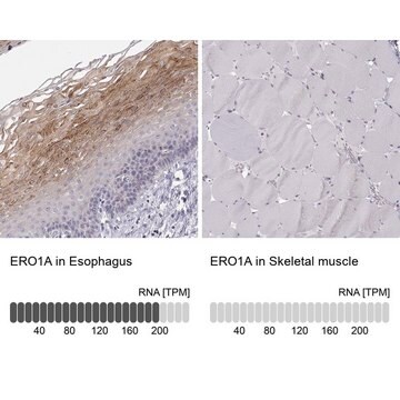 Anti-ERO1A antibody produced in rabbit Prestige Antibodies&#174; Powered by Atlas Antibodies, affinity isolated antibody, buffered aqueous glycerol solution