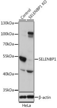 Anti-SELENBP1 antibody produced in rabbit