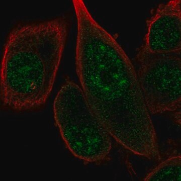 Anti-FANCM antibody produced in rabbit Prestige Antibodies&#174; Powered by Atlas Antibodies, affinity isolated antibody