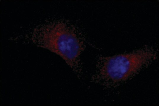 Anti-LRP1 (N-terminal) antibody produced in rabbit ~1.0&#160;mg/mL, affinity isolated antibody, buffered aqueous solution