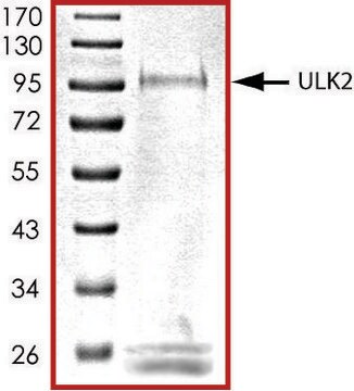 ULK2 (1-631), active, GST tagged human PRECISIO&#174; Kinase, recombinant, expressed in baculovirus infected Sf9 cells, &#8805;70% (SDS-PAGE), buffered aqueous glycerol solution