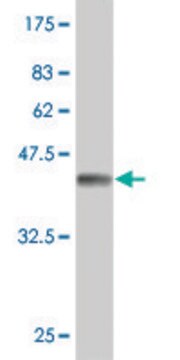 Monoclonal Anti-TPT1, (C-terminal) antibody produced in mouse clone 2C4, purified immunoglobulin, buffered aqueous solution